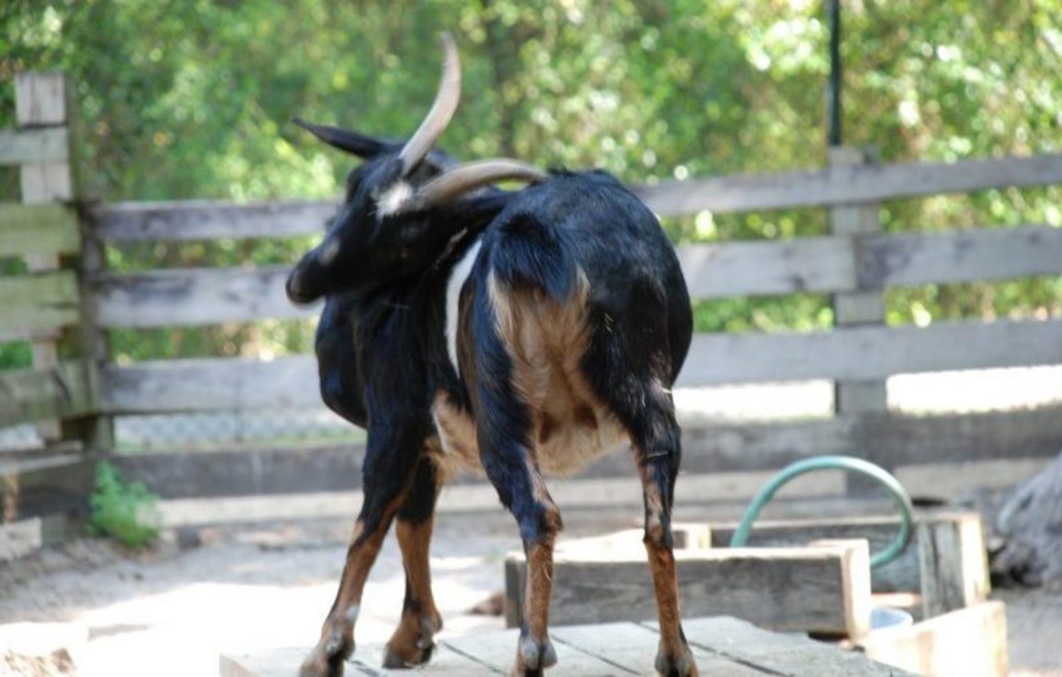Goat Lice Are Your Goats Lousy? Goat Journal